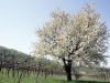 primavera albero fiorito1